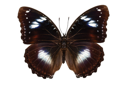 蝴蝶物种 hypolimnas 航标伟大 eggfly