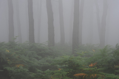 有雾的森林
