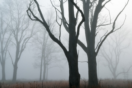 秃树在雾中