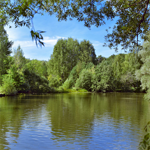 夏天风景与桦木图片