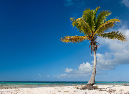 异国风情沙滩上的棕榈树