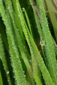 与宏观背景上滴露水的新鲜绿色小麦草