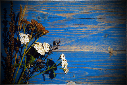 蓝色背景上的干燥花