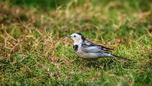 鸟 白鹡鸰 motacilla m.a.leucopsis 上绿色的 gr  阿尔瓦