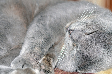 苏格兰折耳猫灰色猫在床上