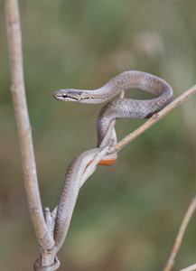 光滑的蛇吊在一根树枝