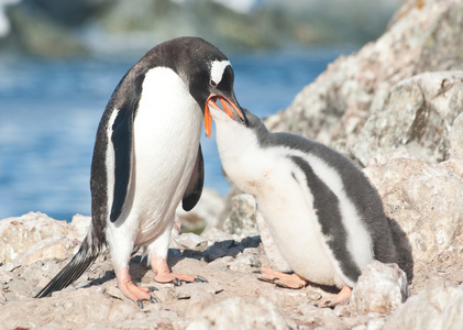 成人 gentoo 企鹅喂养小鸡