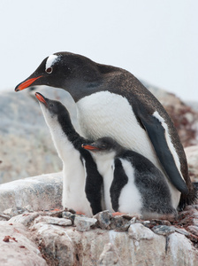 女性 gentoo 企鹅和两个小妞