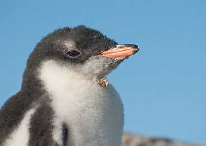 gentoo 企鹅小鸡肖像