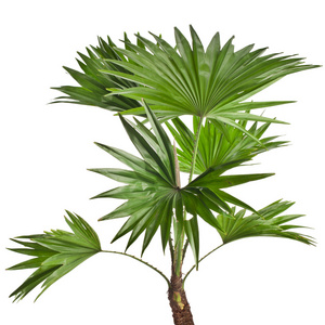 棕榈科植物在孤立在白色的蒲葵圆叶棕榈树照片