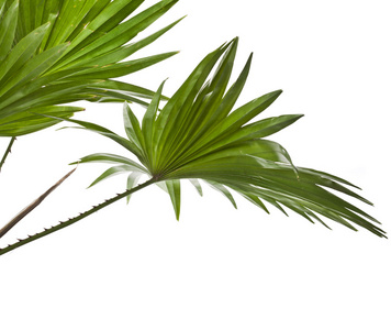 棕榈科植物在孤立在白色的蒲葵圆叶棕榈树照片