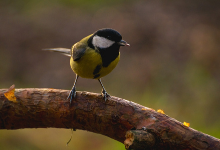 山雀parus 主要