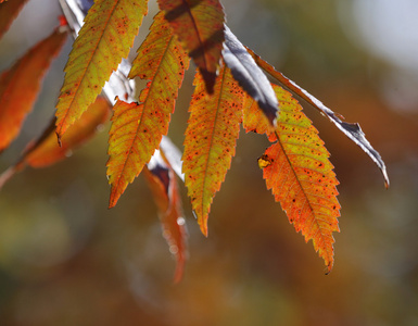 黄栌秋天的树叶图片