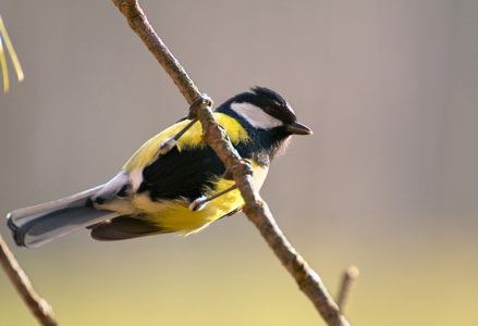 山雀parus 主要