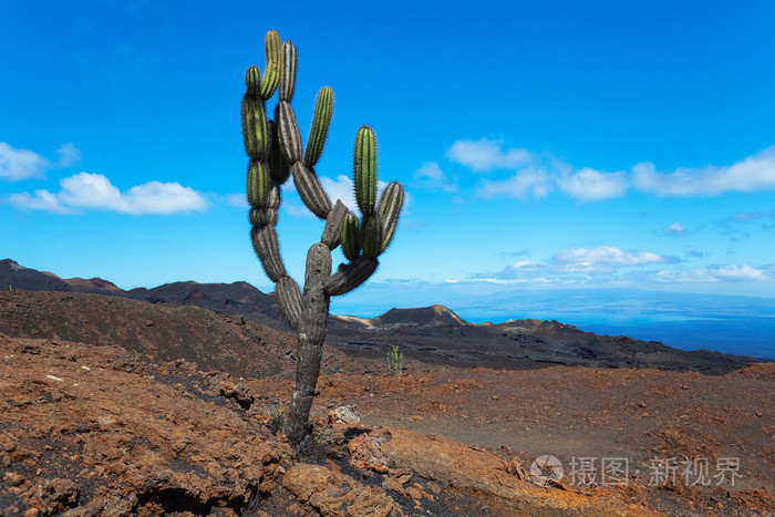 仙人掌上的火山塞拉利昂 negra 的加拉帕戈群岛 厄瓜多尔