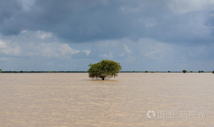 湖中树