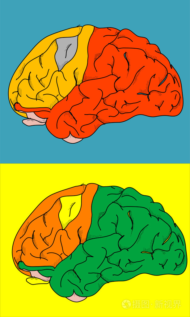 大脑的颜色