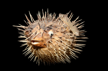 海胆是小海洋生物.它们