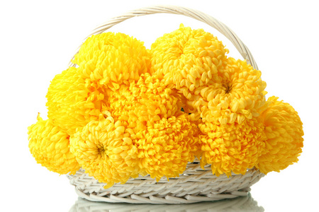 明亮黄色菊花在篮子里上白色, 隔离