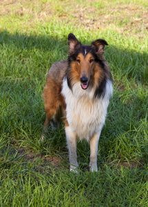 粗糙牧羊犬苏格兰牧羊犬