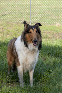 粗糙牧羊犬苏格兰牧羊犬