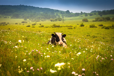 绿色夏天草地上吃草的母牛