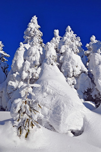 雪下的冷杉