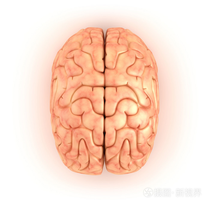 人类的大脑,顶视图