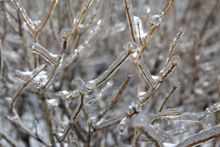 冰晶体上一棵树冬季