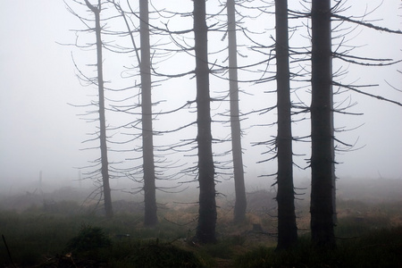神秘 silhouettes 中有雾木材的树木