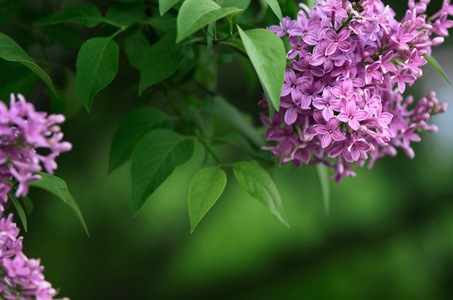 背景与盛开的丁香花