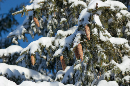 树枝与锥体在雪中