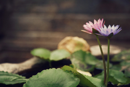 水莉莉鲜花