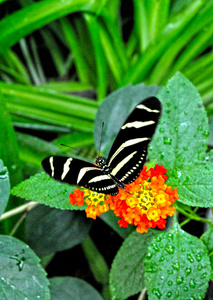 斑马蝴蝶