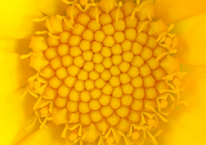 微距特写上黄色花卉中心