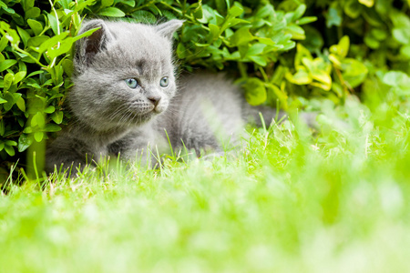年轻的灰色小猫躺在新鲜的绿色草地上花园