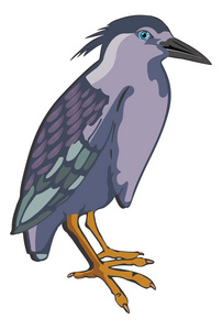 夜鹭或 nycticorax sp.，图