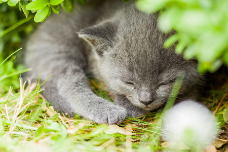 年轻的灰色小猫躺在新鲜的绿色草地上花园