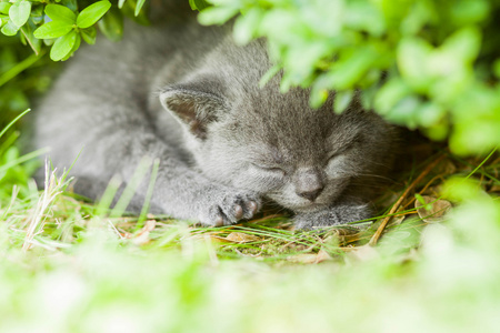 年轻的灰色小猫躺在新鲜的绿色草地上花园