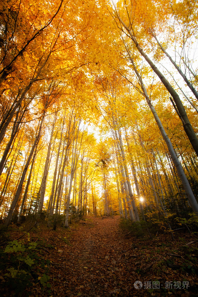 美丽的秋天树林景观