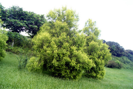 草坪和自然风光图片