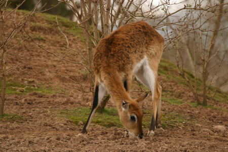 小熊猫rucervus eldii