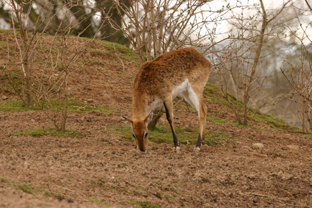 小熊猫rucervus eldii