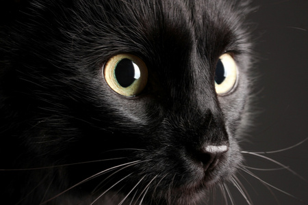 黑色背景上的黑猫