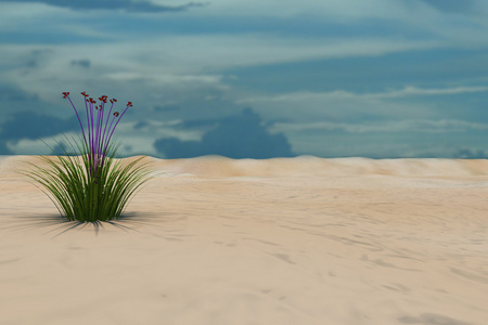在沙漠中花