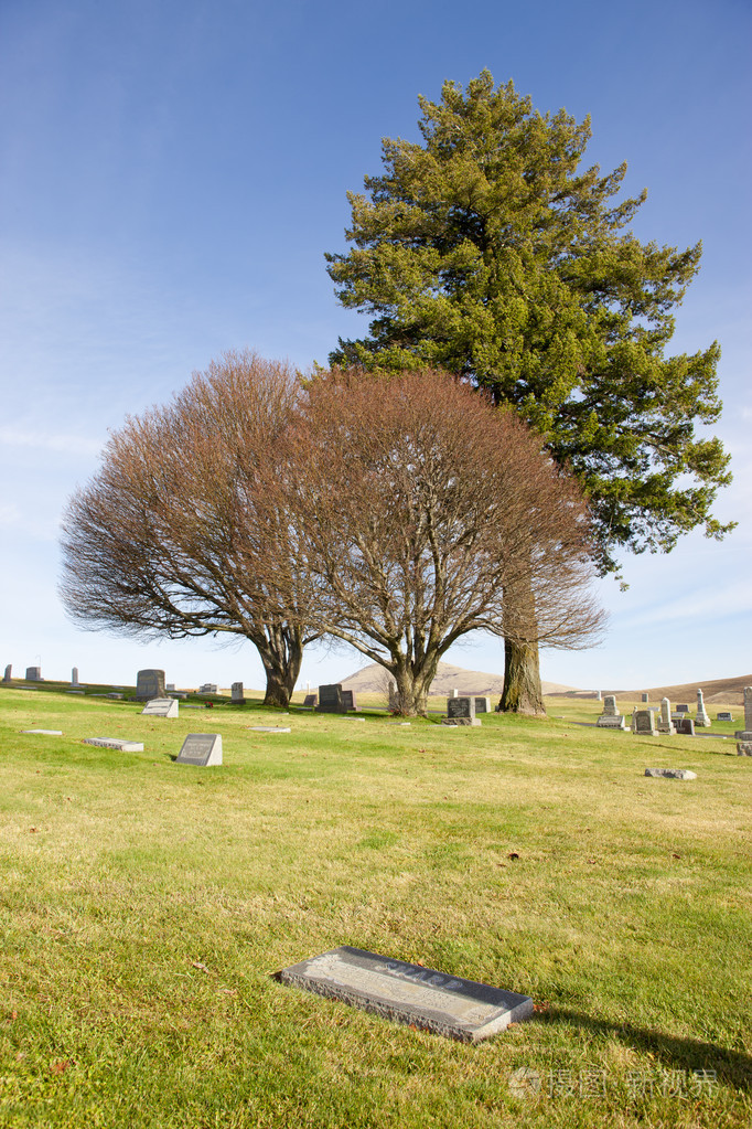 在公墓的树木