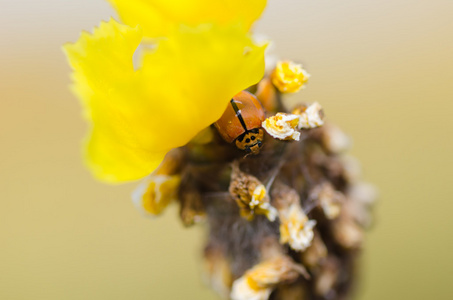 黄色花卉植物上的小瓢虫
