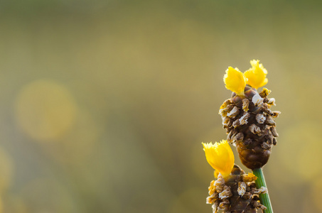 xyridaceae 黄色花植物