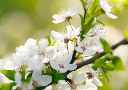 春天的白花新鲜朵美丽的茉莉花花朵 春天扬州瘦西湖钓鱼台在白色背景