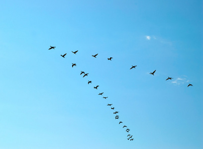 的小鸟蓝天飞翔的鸟儿沙马丁在蓝天上飞翔在天空中飞翔的海鸥谷仓燕子